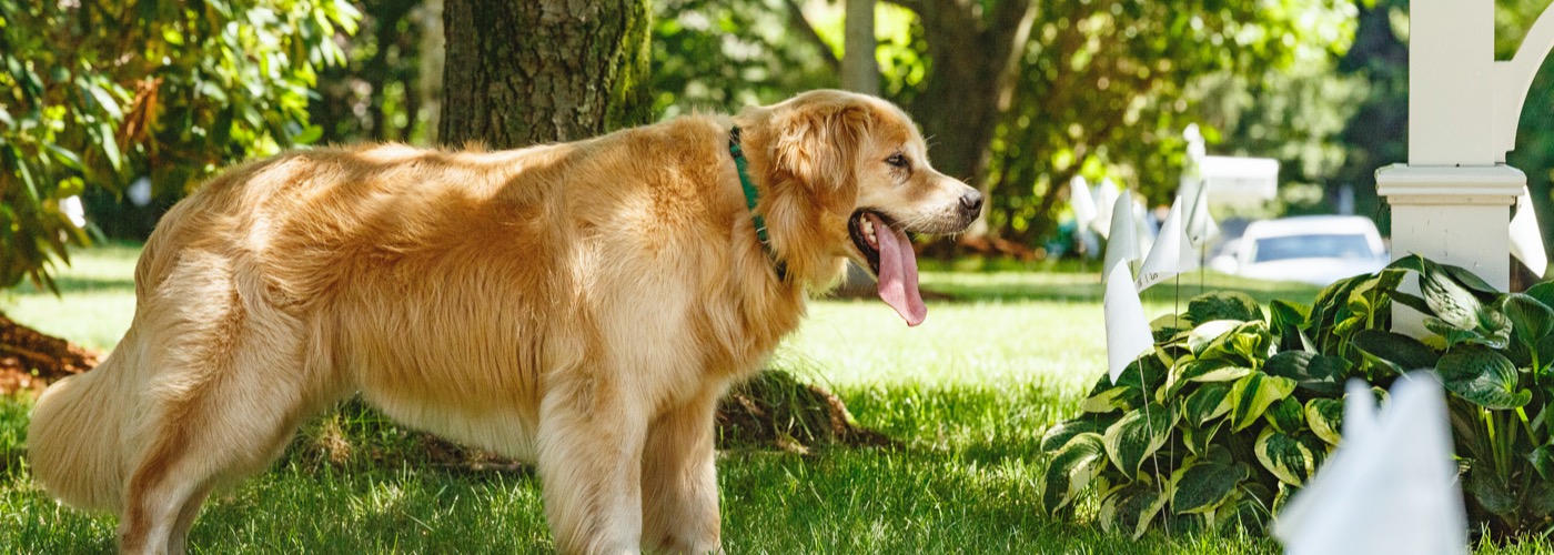 DogWatch of Southern Minnesota, Zumbrota, Minnesota | Outdoor Hidden Dog Fences Slider Image